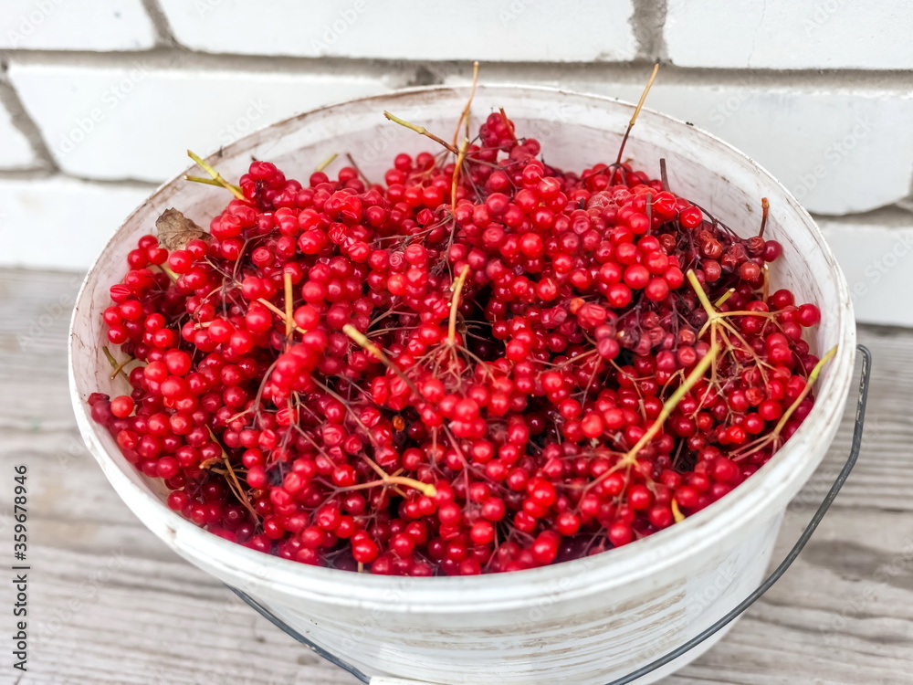 Viburnum Bush fruits close up in autumn in a white plastic bucket on the background of a bench and the wall of a white brick house Viburnum Bush fruits close up in autumn in a white plastic bucket on the background of a bench and the wall of a white brick house