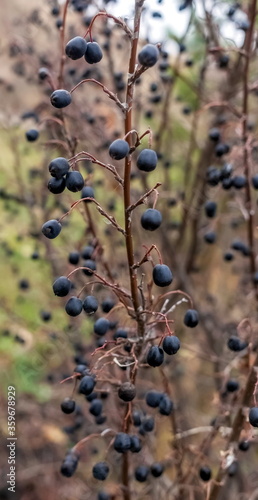 Black berries shrub in the garden close up in autumn