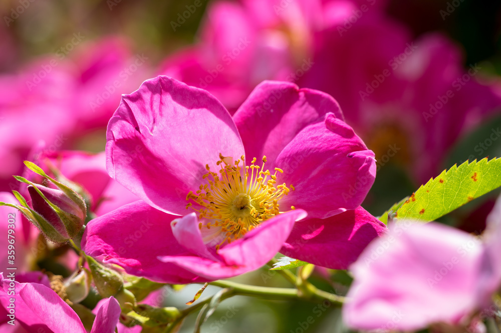 The Canadian rose bloomed under the summer sun The Canadian rose bloomed under the summer sun