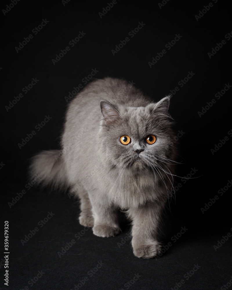 the cat's expression was hunting for something nearby the cat's expression was hunting for something nearby