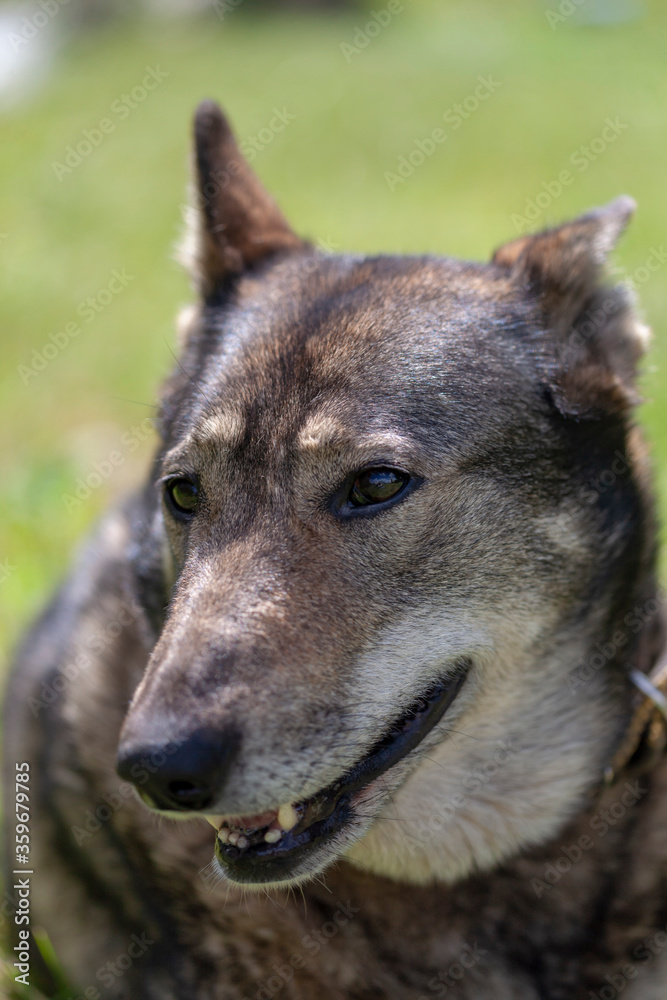 Muzzle of a dog of the West Siberian Laika (a related breed of husky). Close-up, narrow focus.