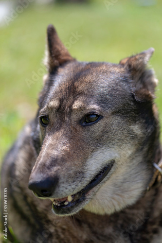 Fototapeta Naklejka Na Ścianę i Meble -  Muzzle of a dog of the West Siberian Laika (a related breed of husky). Close-up, narrow focus.