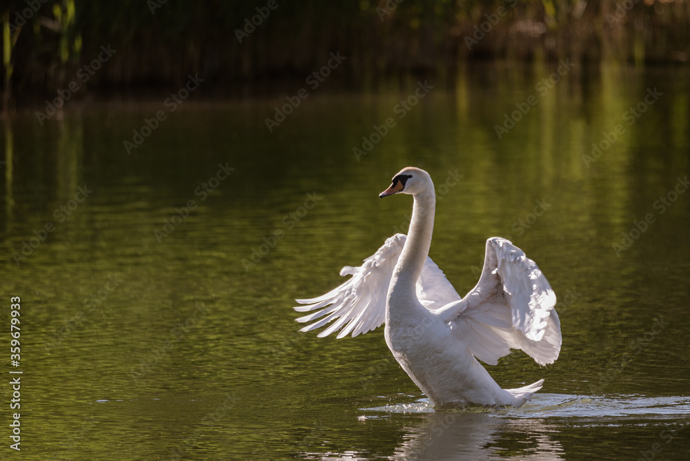 Mute swan swims in the river waters spreading its large wings