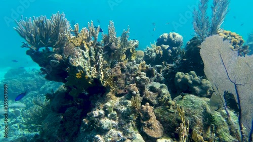 Close Shot Of Beautiful Coral Reef With School Of Tropical Fish Swimming On The Background. 4k Underwater Landscape.