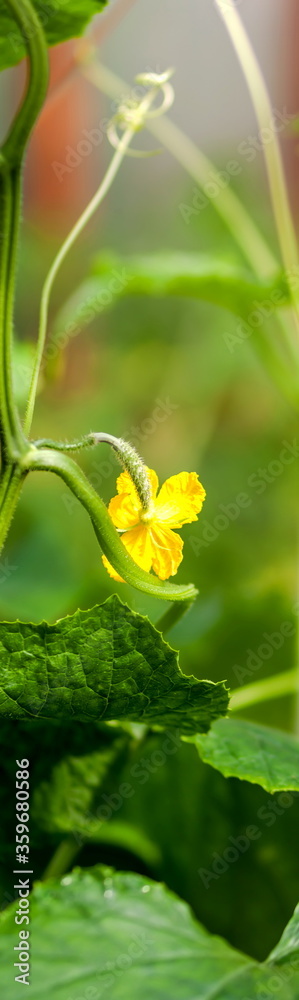 Flowers, embryos and cucumber leaves close-up Flowers, embryos and cucumber leaves close-up