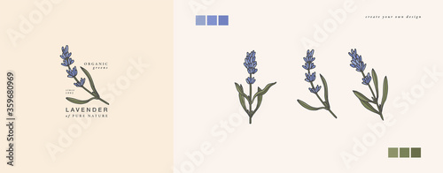 Vector illustration lavender branch - vintage engraved style. Logo composition in retro botanical style.