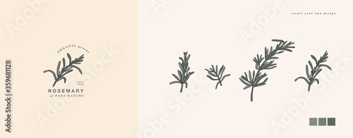 Vector illustration rosemary branch - vintage engraved style. Logo composition in retro botanical style.