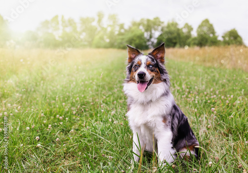 Beautiful juvenile male Blue Merle Australian Shepherd dog sitting calmly in a sunny summer field. Selective focus with blurred background.