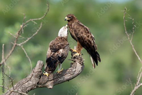 Canvastavla Aigle ravisseur,.Aquila rapax , Tawny Eagle