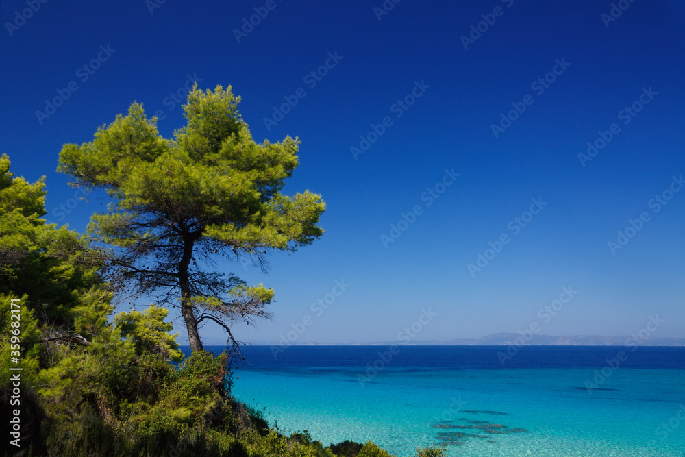 Halkidiki, Greece. Pine on a rock against the blue sea.  green conifer tree, growing on stones,  sunny summer.