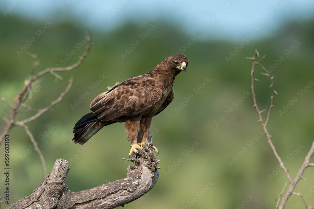 Aigle ravisseur,.Aquila rapax , Tawny Eagle Aigle ravisseur,.Aquila rapax , Tawny Eagle