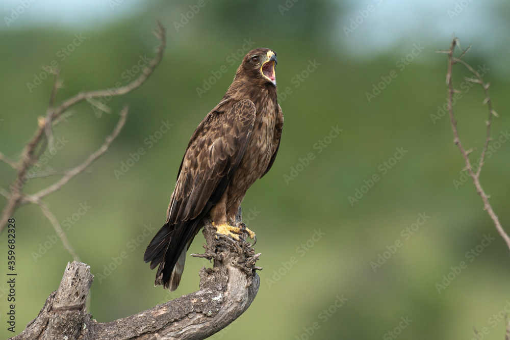 Aigle ravisseur,.Aquila rapax , Tawny Eagle Aigle ravisseur,.Aquila rapax , Tawny Eagle
