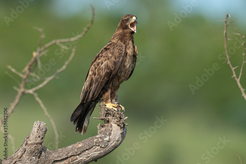 Aigle ravisseur .Aquila rapax   Tawny Eagle