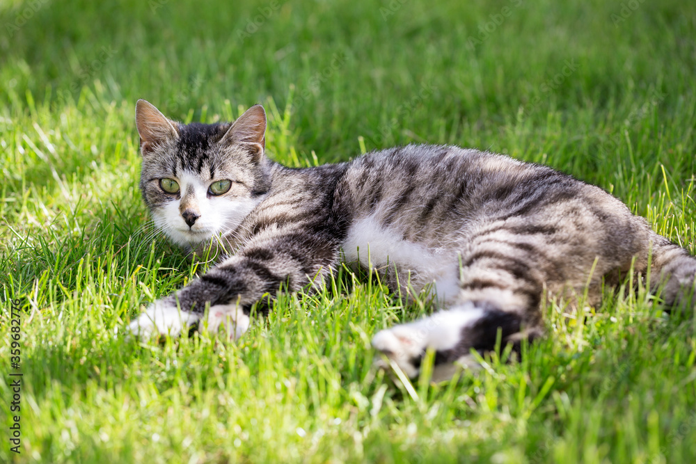 Young cat liying on green grass at the garden