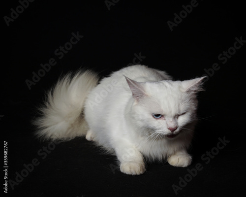 a white persian cat is posing while looking sideways on a black background.