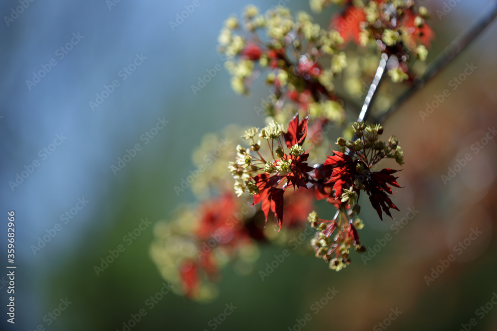 Bright red maple leaves against blue spring sky. Maple branch with small yellow flowers on the blurry background of the blue sky Bright red maple leaves against blue spring sky. Maple branch with small yellow flowers on the blurry background of the blue sky