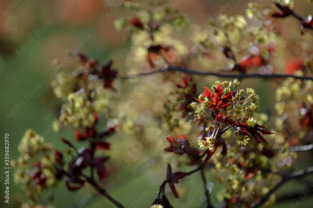 Obraz premium A maple branch with young leaves and a brush of flowers. Close up. Red young leaves and flowers of Maple tree