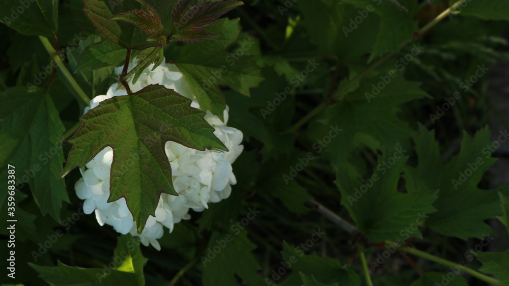 carved green leaf with a red border covering a spherical white flower on a decorative bush of viburnum buldenezh carved green leaf with a red border covering a spherical white flower on a decorative bush of viburnum buldenezh