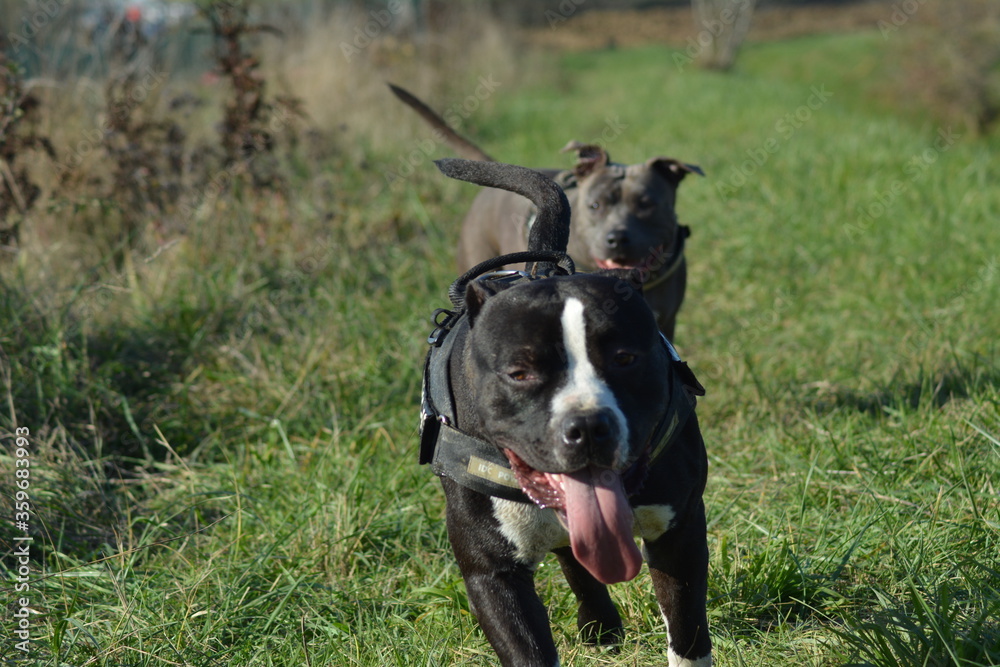Amstaff - staffordshire terrier américain Amstaff - staffordshire terrier américain