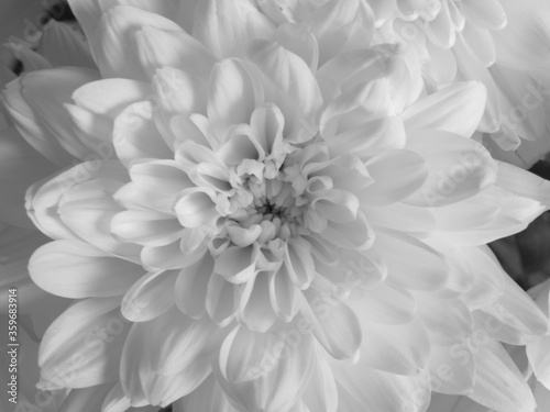 Fototapeta Naklejka Na Ścianę i Meble -  close-up photo of a black and white chrysanthemum flower 