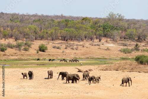 Eléphant d'Afrique, Loxodonta africana, rivière Letaba, Parc national Kruger, Afrique du Sud