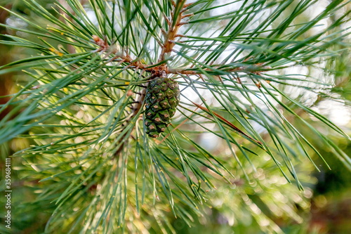A young lump on the branch of a stone pine closeup