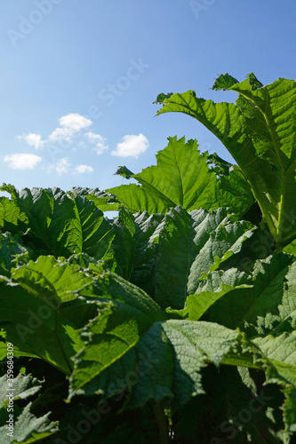 Gunnera manicata, mammutblatt photo