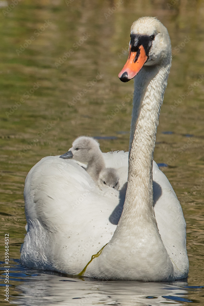 Obraz premium schwan