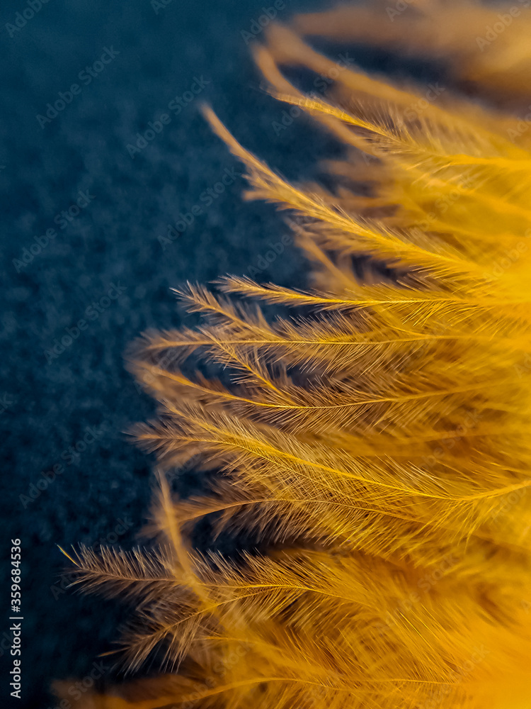 Fototapeta premium Orange feather close up macro on a black background 