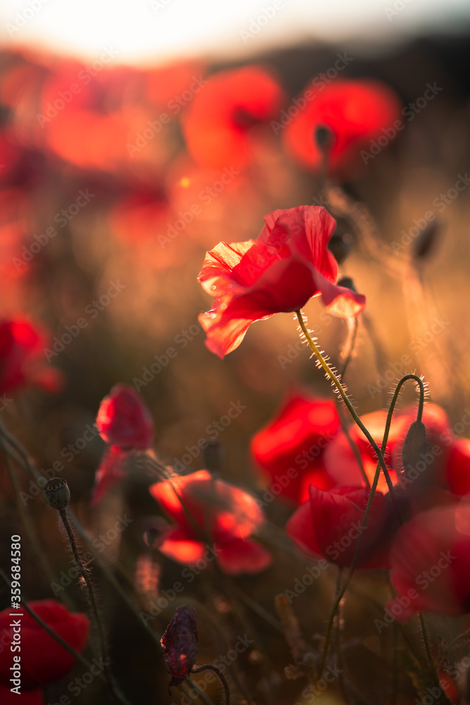 Obraz premium Red poppies blooming in the field in the light of the setting sun. June Poppies. 