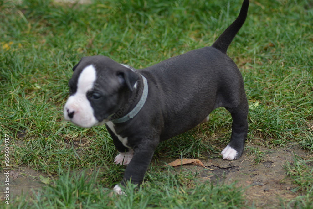 Amstaff - staffordshire terrier américain Amstaff - staffordshire terrier américain
