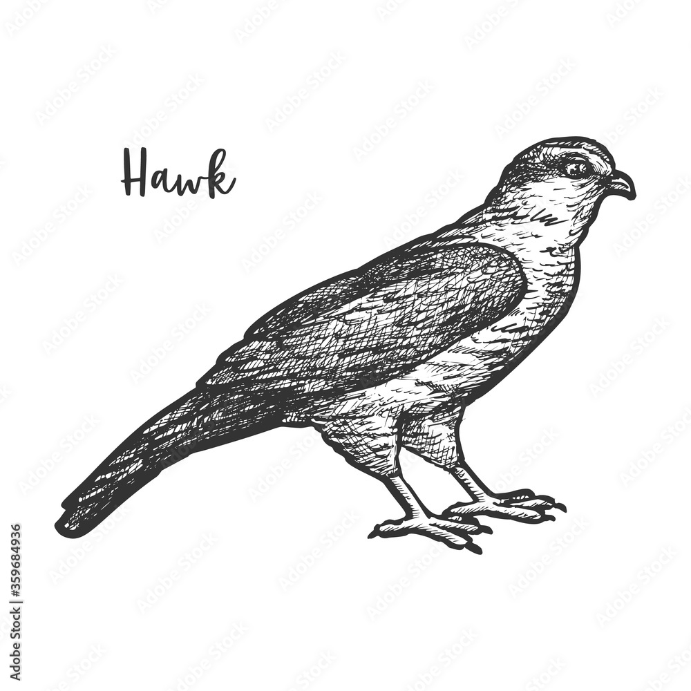 Fototapeta premium Hawk bird sketch or hand drawn falcon