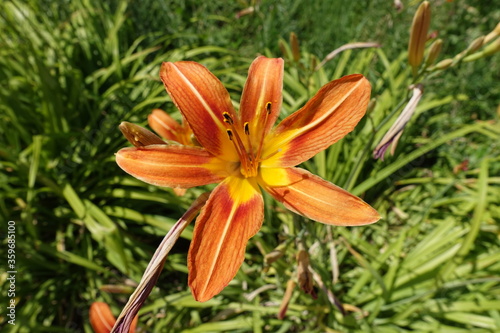 Close view of one orange flower of tawny daylily in June