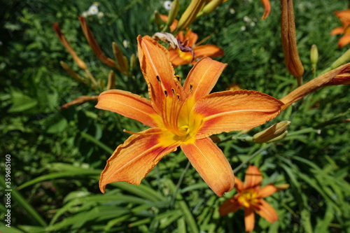 Closeup of one orange flower of tawny daylily in mid June