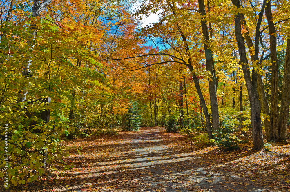 Falls colorful trees