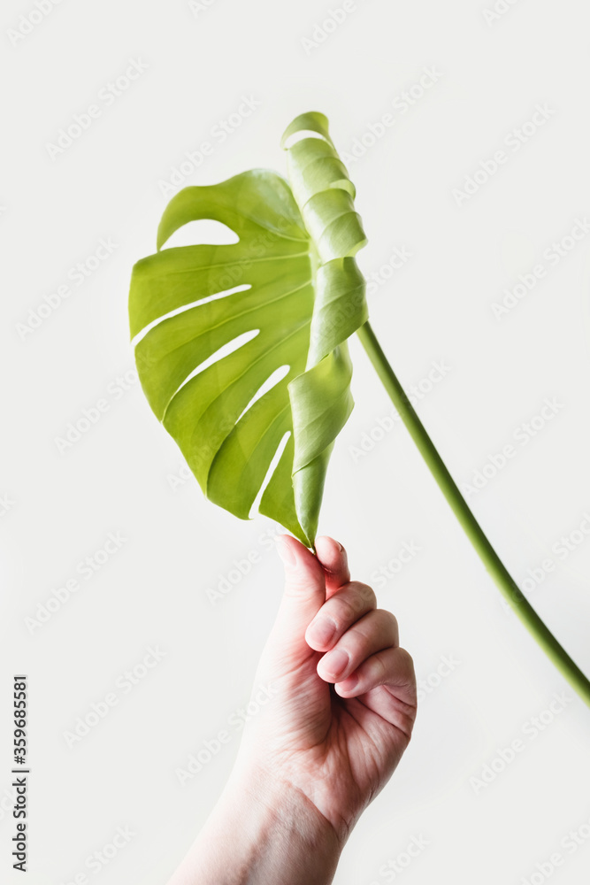 A female hand holds an unblown leaf of a monstera on a light background. The concept of minimalism. Caring for plants, reunion with nature. A female hand holds an unblown leaf of a monstera on a light background. The concept of minimalism. Caring for plants, reunion with nature.