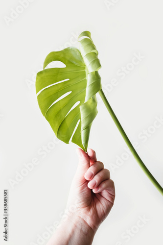 A female hand holds an unblown leaf of a monstera on a light background. The concept of minimalism. Caring for plants, reunion with nature.
