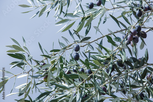 the branches of the olive tree with ripening olives against the sky