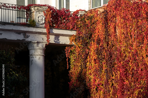 Autumn red, yellow and maroon leaves of the Virginia creeper curl around the old building with a white colonnade. photo