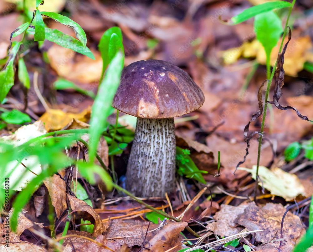 Fototapeta premium Mushroom Boletus in the autumn forest closeup