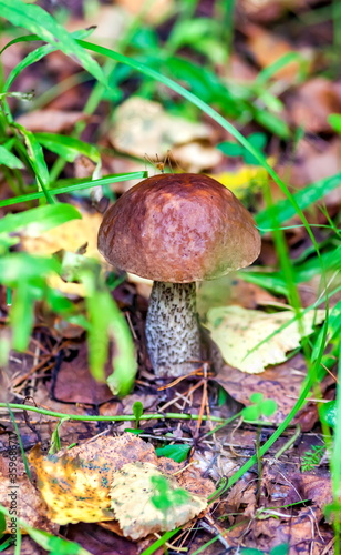 Mushroom Boletus in the autumn forest closeup