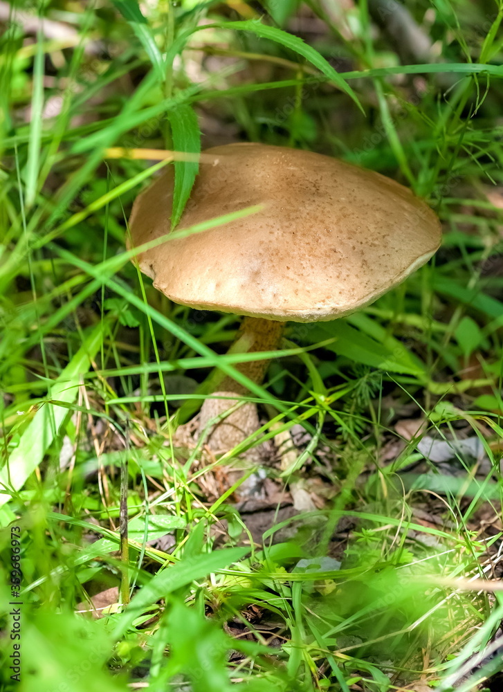 Boletus mushroom close-up on the background of the earth and grass in the summer Boletus mushroom close-up on the background of the earth and grass in the summer