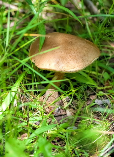 Boletus mushroom close-up on the background of the earth and grass in the summer