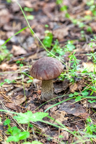 Boletus mushroom close-up on the background of the earth and grass in the summer