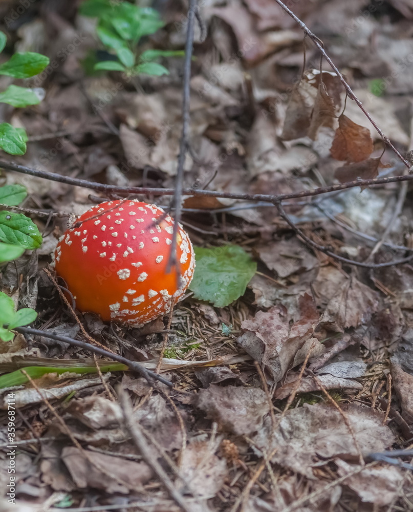 Mushroom fly Agaric closeup on ground and green grass background in summer forest Mushroom fly Agaric closeup on ground and green grass background in summer forest