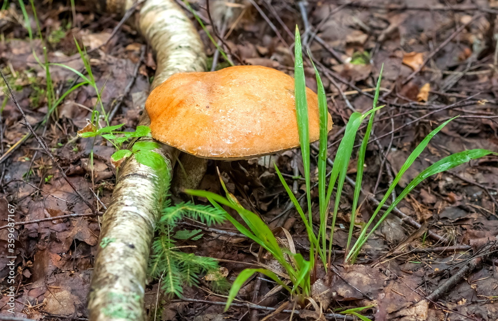 Aspen mushroom close-up on the background of land and green grass in the forest in summer Aspen mushroom close-up on the background of land and green grass in the forest in summer