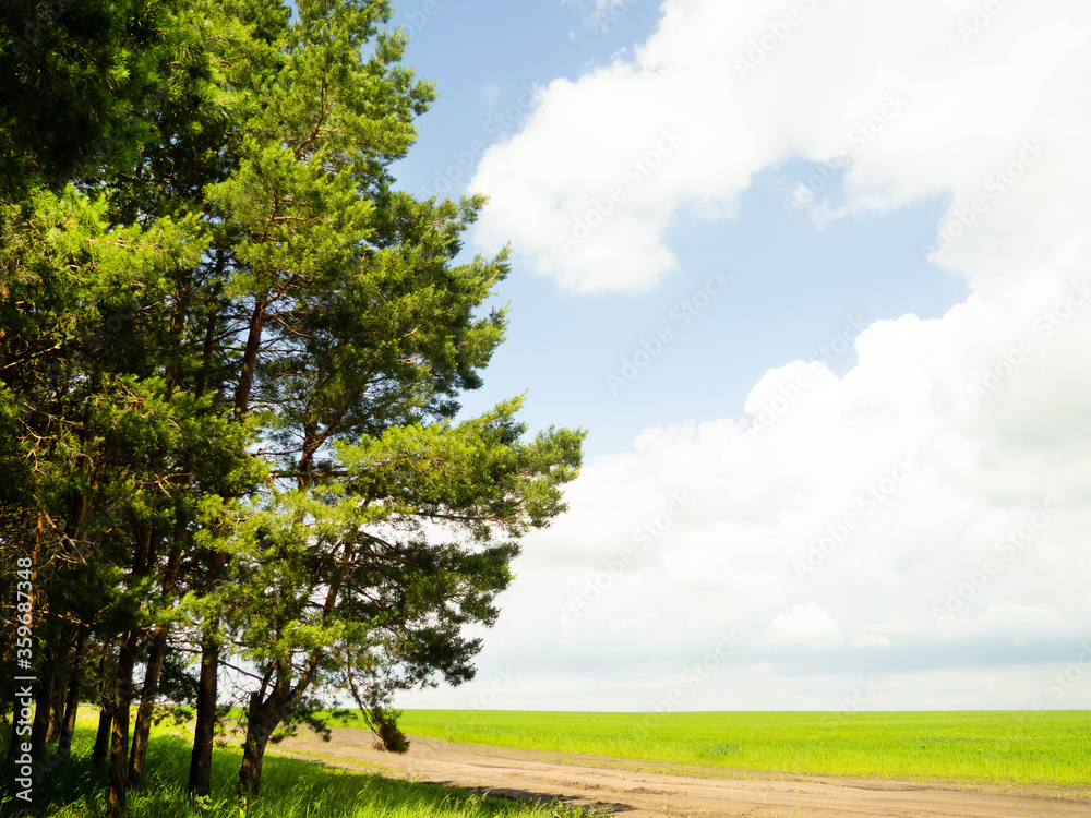 Edge of the pine forest, road and field. Edge of the pine forest, road and field.