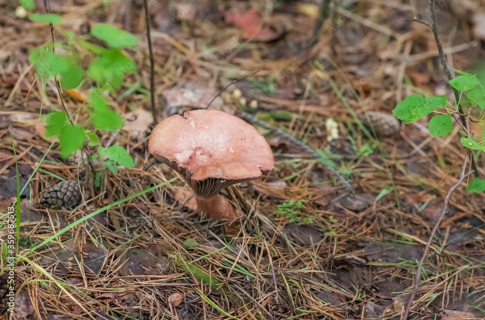 Mushroom closeup on ground and green grass background in summer forest Mushroom closeup on ground and green grass background in summer forest