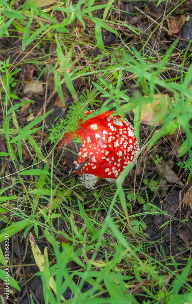 Mushroom fly Agaric closeup on ground and green grass background in summer forest Mushroom fly Agaric closeup on ground and green grass background in summer forest