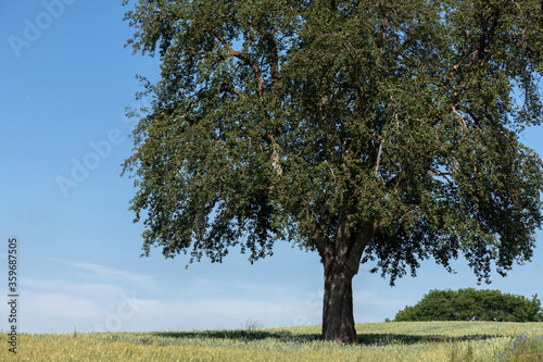 Landschaft im Frühsommer, Getreidefeld und Obstbaum vor blauem Himmel.